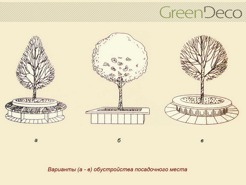 крупномерные деревья, варианты обустройства посадочного места, крупномер
