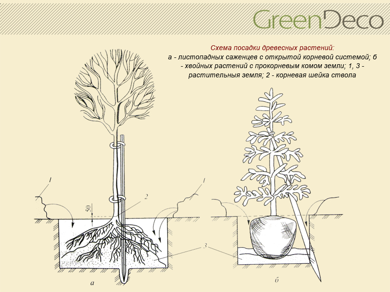 Схема посадки древесных растений