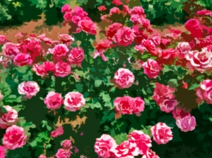 розы, розарий, весенняя обрезка роз