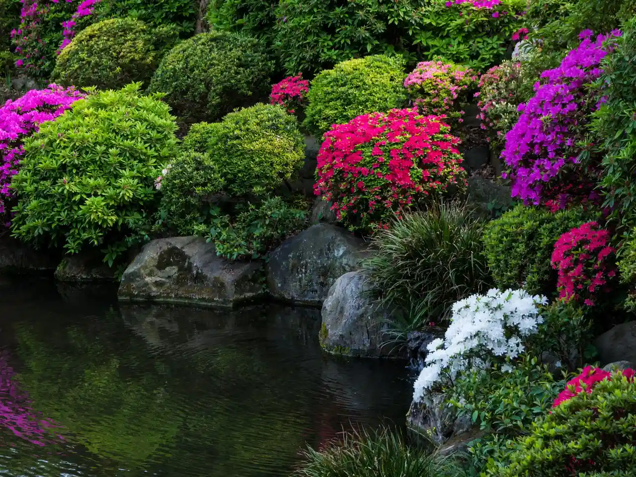 растения в японском саду