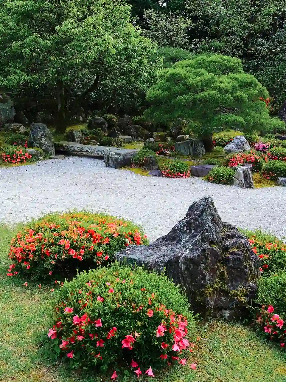 растения в японском саду, каменный сад