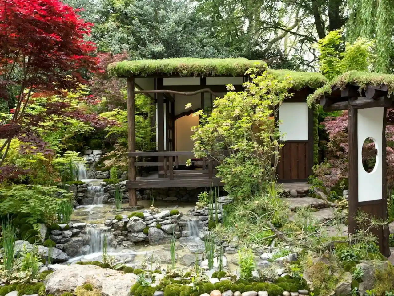 чайный сад, японский сад