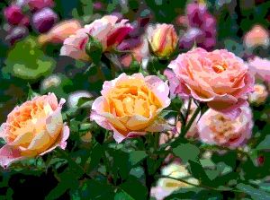 розарий, цветник, клумба, роза