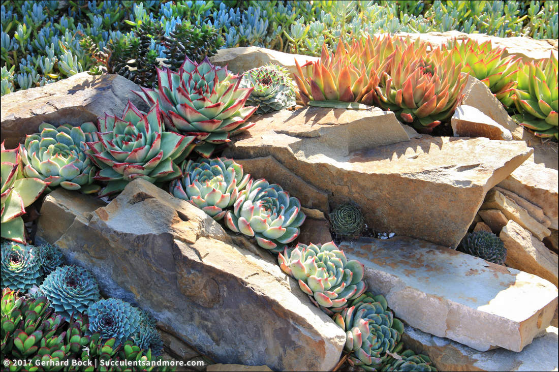 рокарий с крупными каменными плитами, эхевериями (Echeveria), молодилом (Sempervivum) и другими суккулентами, высаженными между горизонтальными каменными уступами