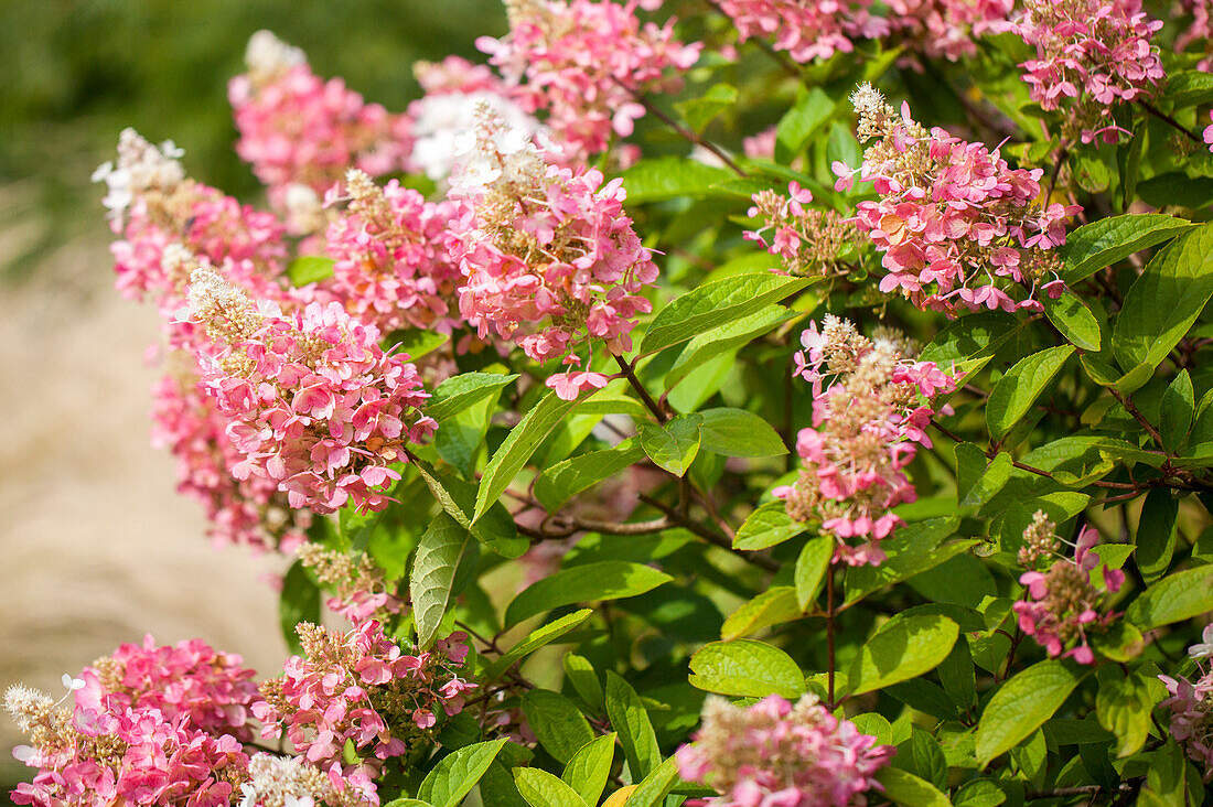 розовые метельчатые соцветия гортензии Hydrangea paniculata 'Pinky Winky' в период массового цветения на декоративном кустарнике в саду