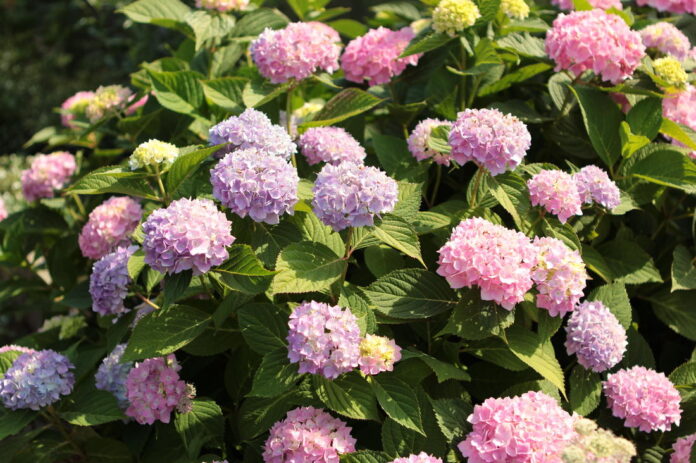 гортензия Hydrangea macrophylla фото гортензии с плотными шаровидными соцветиями розового и сиреневого оттенка на фоне густой зелёной листвы